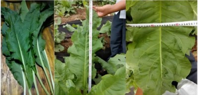 五一特别报道孔岩：以“三农”论述为引，拓富硒食叶草产业新途