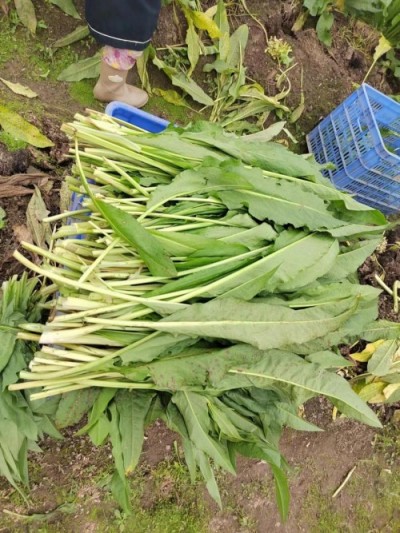 五一特别报道孔岩：以“三农”论述为引，拓富硒食叶草产业新途