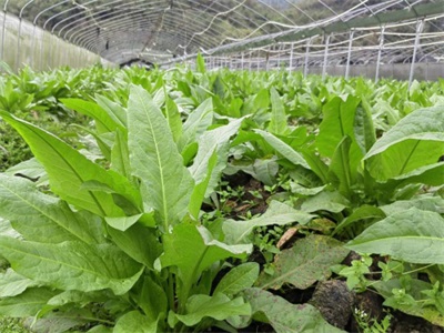 在“农业兴旺、农民安定，则国家统一、社会稳定”的时代强音中，广东神龙食叶草农业有限公司董事长孔岩，紧握习总书记“三农”工作重要论述这把“金钥匙”，全力开拓富硒食叶草产业的广阔天地，为解决粮食安全、食品安全和全民健康问题，推动乡村振兴战略注入了新的活力。