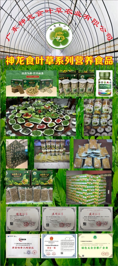 在“农业兴旺、农民安定，则国家统一、社会稳定”的时代强音中，广东神龙食叶草农业有限公司董事长孔岩，紧握习总书记“三农”工作重要论述这把“金钥匙”，全力开拓富硒食叶草产业的广阔天地，为解决粮食安全、食品安全和全民健康问题，推动乡村振兴战略注入了新的活力。