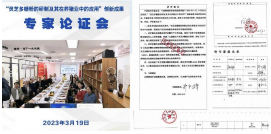 真菌发酵植物：张文政老师开辟畜禽疫病防控新路径，攻克非瘟蓝耳难题